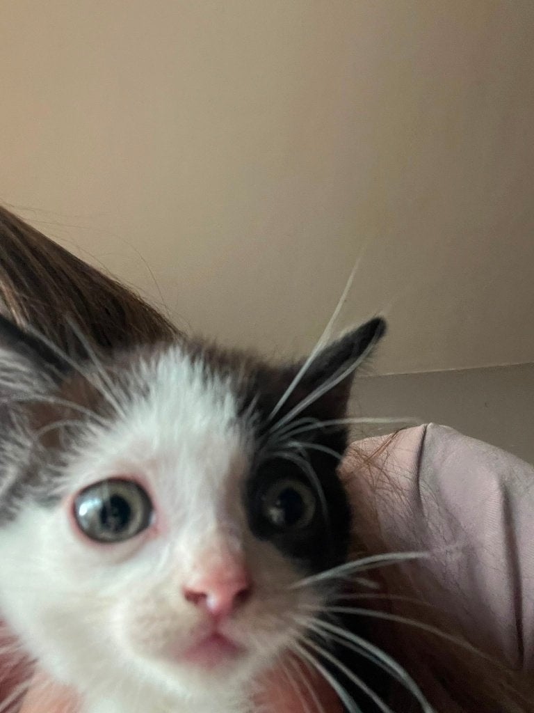 Kittens, Dieren en Toebehoren, Meerdere dieren, Ontwormd, 0 tot 2 jaar