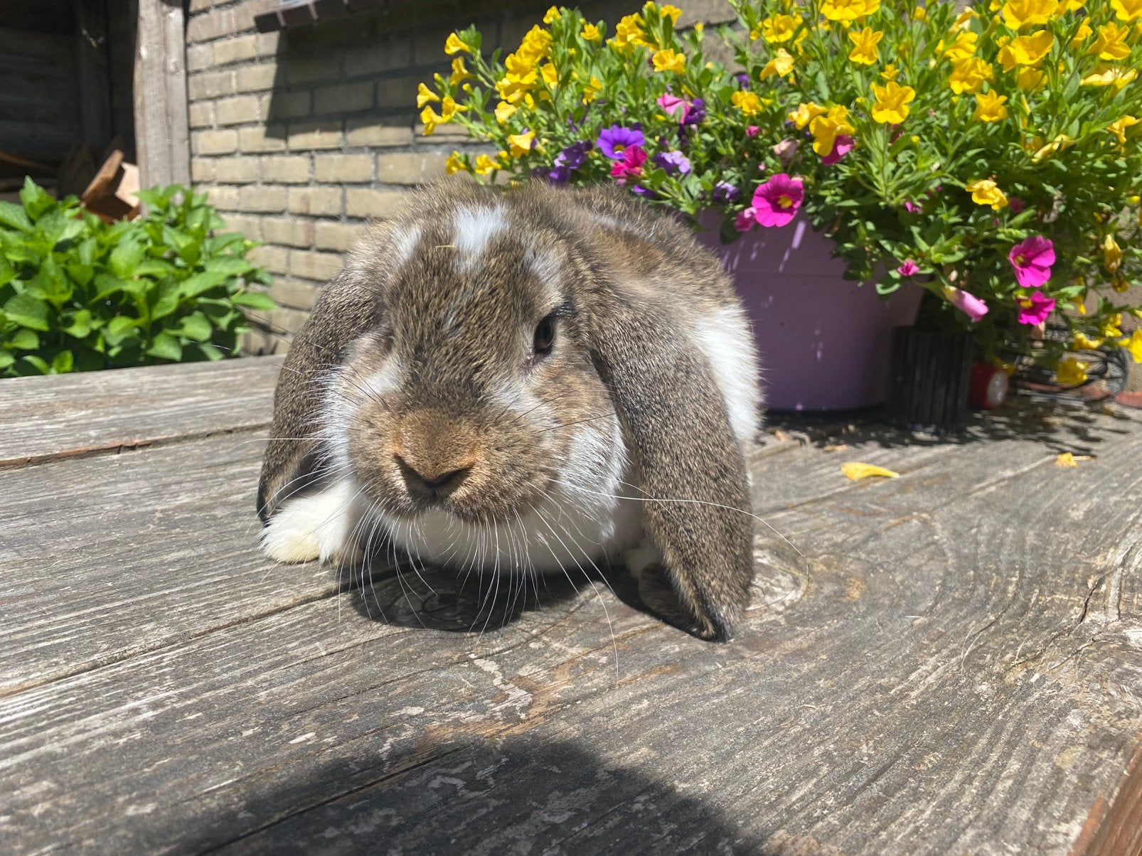 Franse hangoor rammetje, Dieren en Toebehoren, Konijnen, Mannelijk, Groot, Hangoor