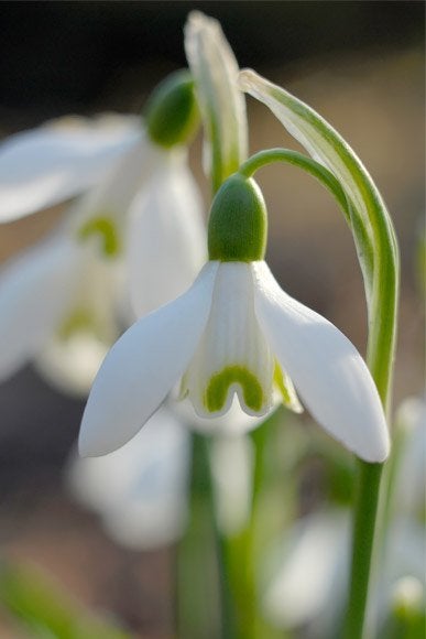 Verse bollen sneeuwklokjes - ecologisch - Deze winter bloei, Tuin en Terras, Ophalen of Verzenden, Najaar, Halfschaduw, Bloembol