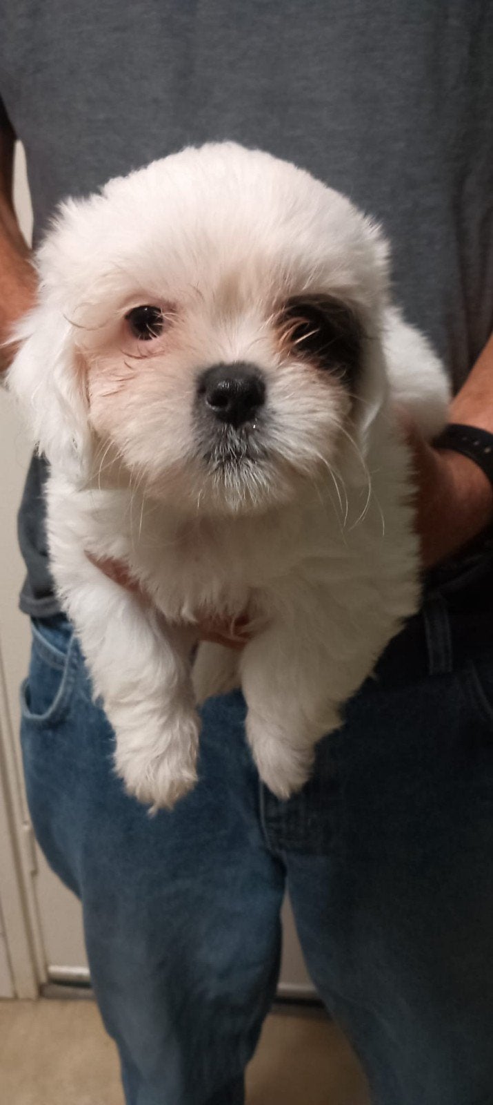 Maltezer x Shitzu eenmalig nestje 7weekjes., Dieren en Toebehoren, Maltezer, Parvo, 8 tot 15 weken, Meerdere
