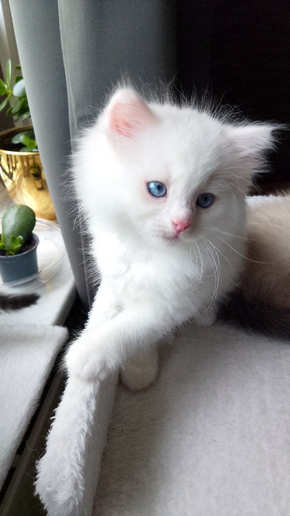 Kitten te koop half ragdoll/ half britse korthaar, Poes, Ontwormd, 0 tot 2 jaar