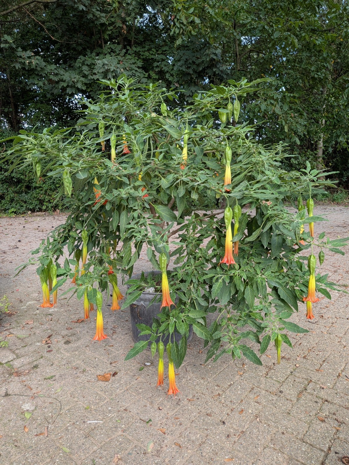 Brugmansia sanguinea - Bloeiende Engelentrompet, Volle zon, Vaste plant, Zomer, Ophalen