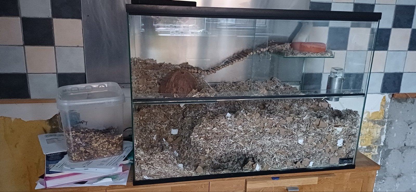 Gerbils te koop, Dieren en Toebehoren, Knaagdieren, Juni, Mannelijk, Overige typen