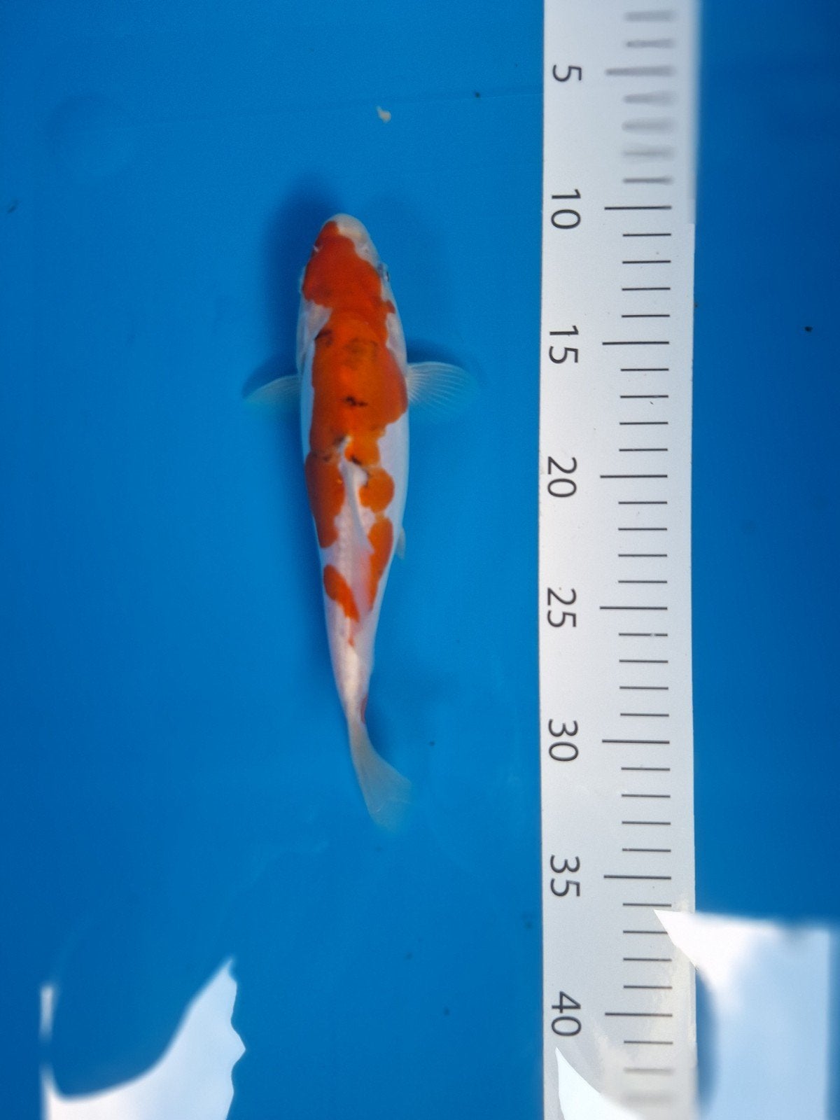 4 Japanse koi, Karper of Koi