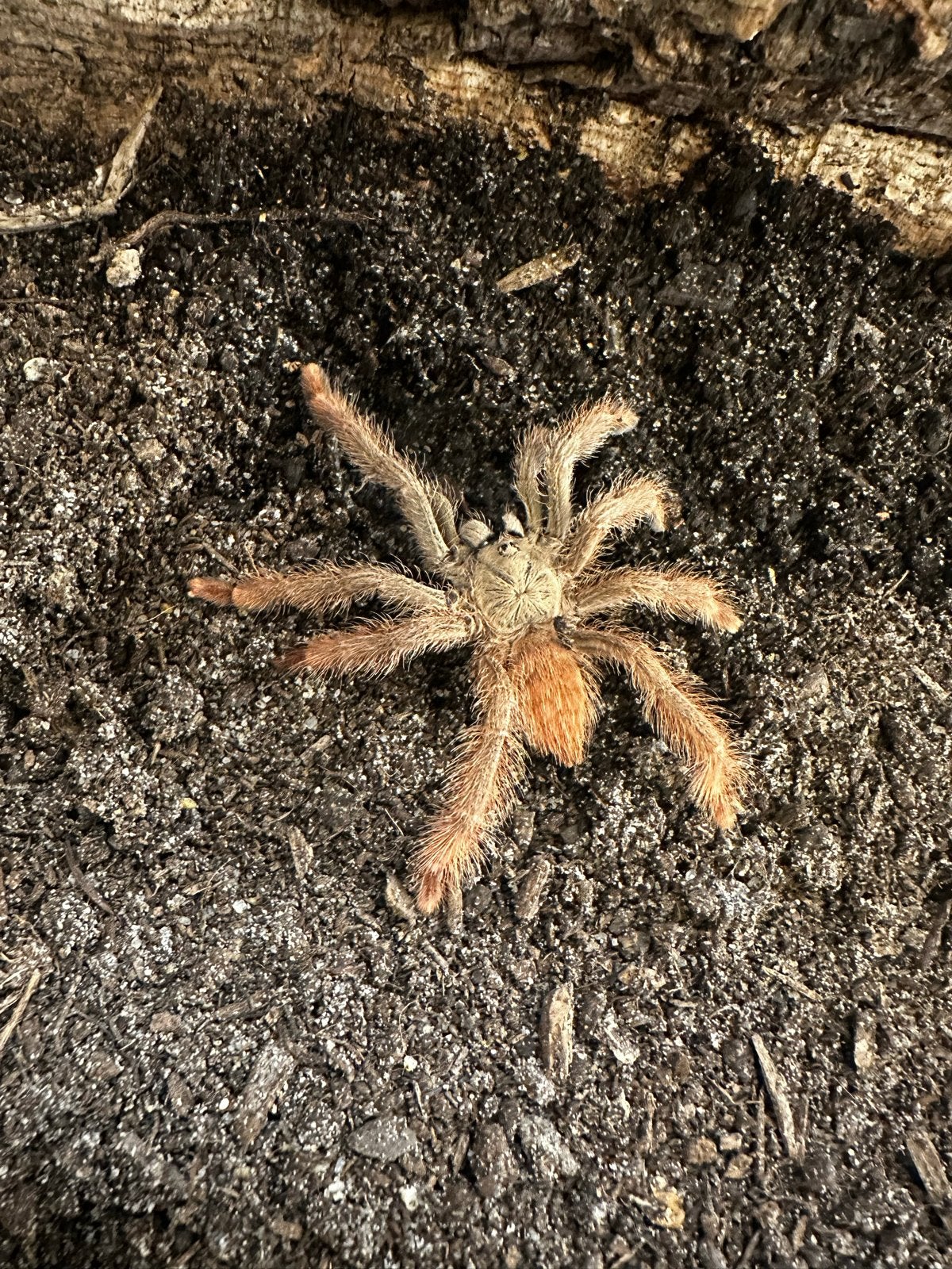 Amazonius Germani (6 CM), Dieren en Toebehoren