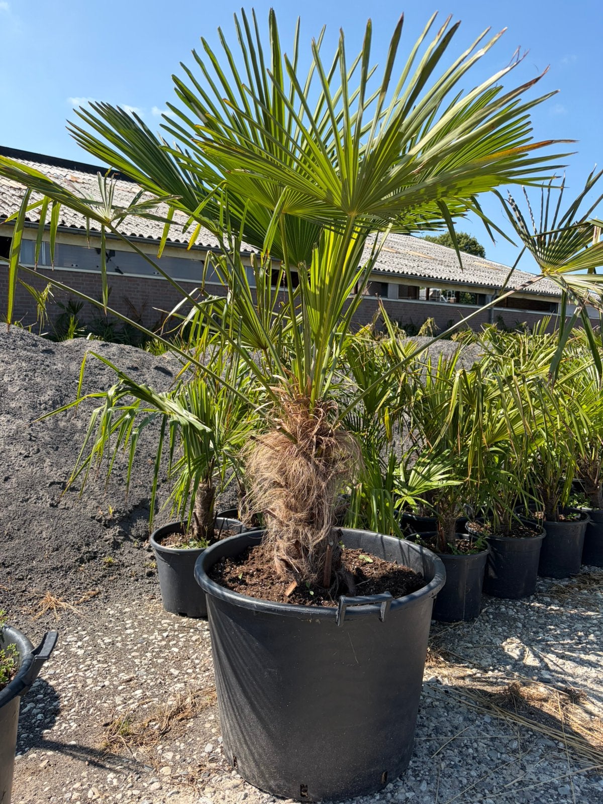 Palmbomen te koop, Tuin en Terras, Planten | Bomen, 100 tot 250 cm, Zomer, Palmboom, Ophalen