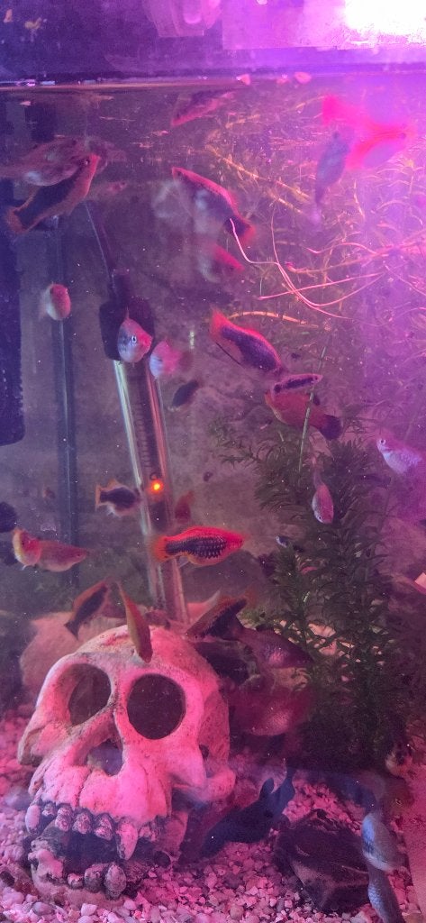 Aquarium met vissen, Ophalen, Gebruikt, Inclusief vissen, Overige merken