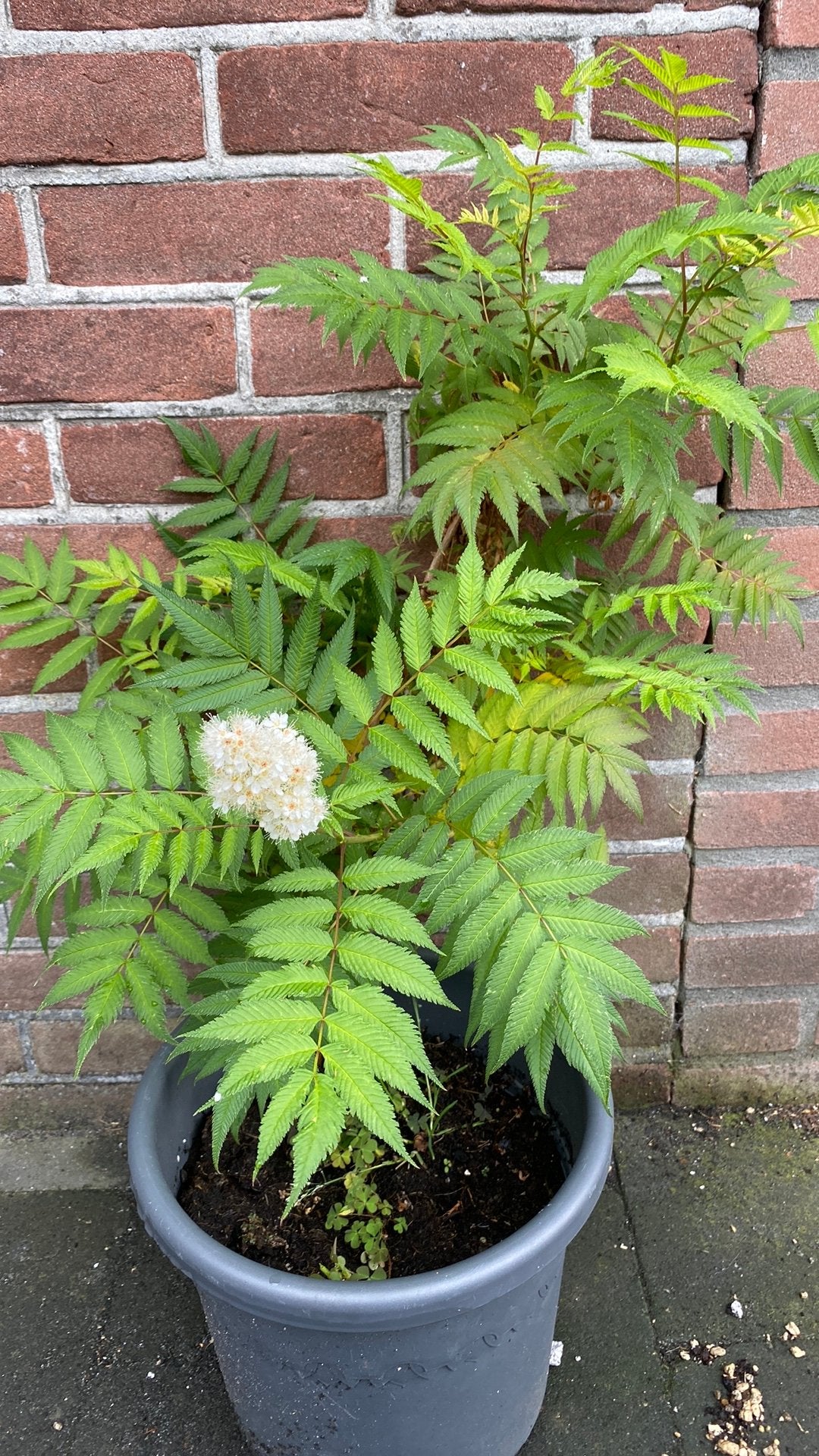 Astilbe, Tuin en Terras, Planten | Tuinplanten, Ophalen, Overige soorten, Volle zon