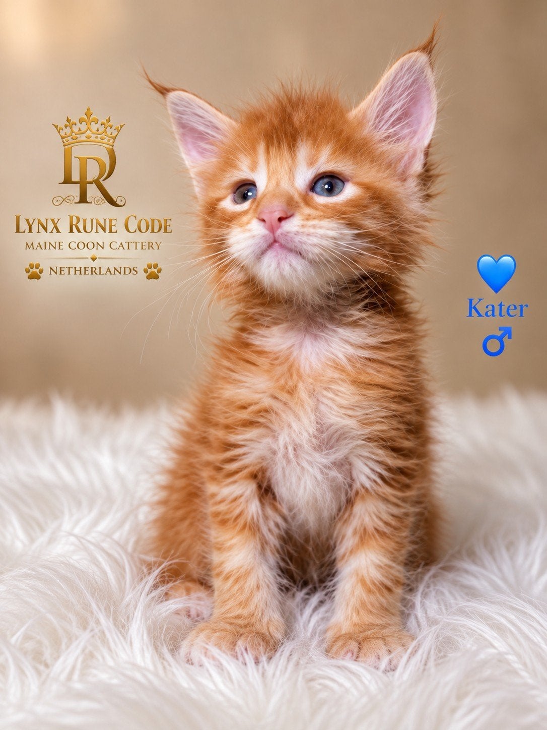Europese Maine Coon kittens uit World Champion-lijnen 

ht, Kater, Met stamboom, 0 tot 2 jaar