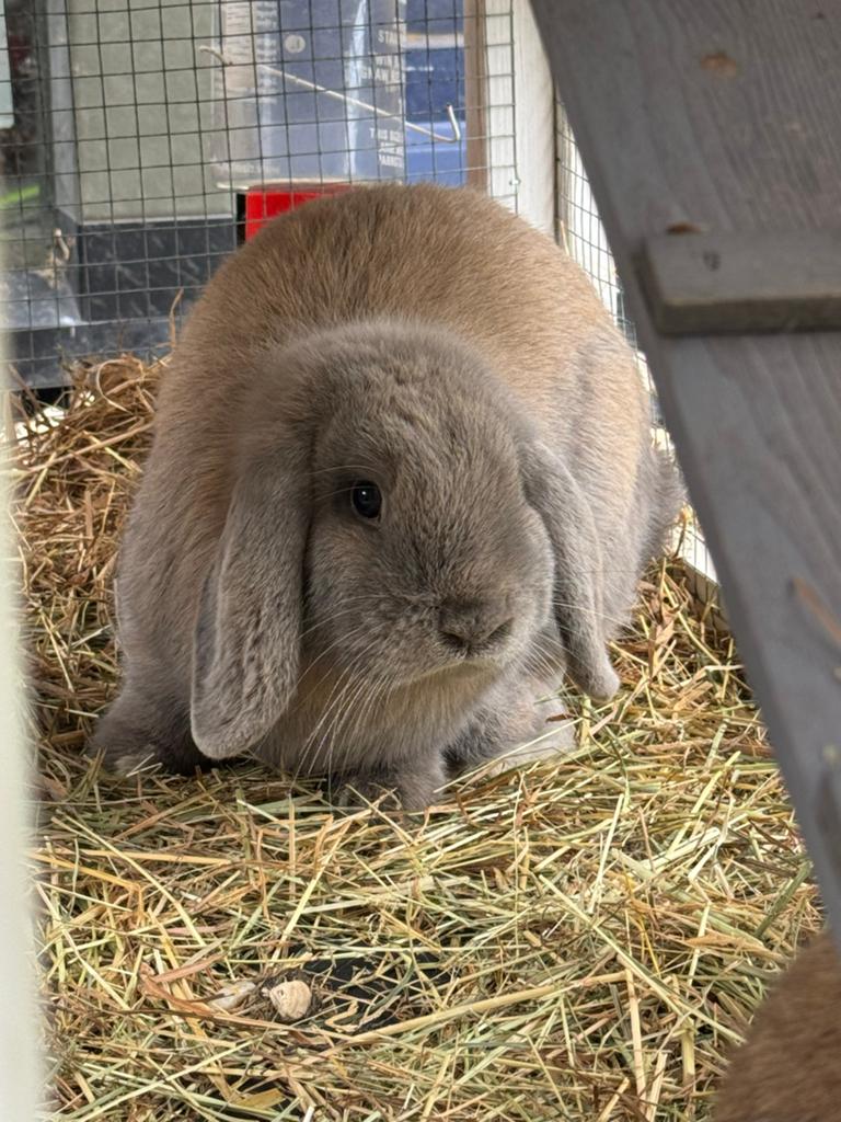 Dwerg konijn koppel, Dieren en Toebehoren, Meerdere dieren, Dwerg