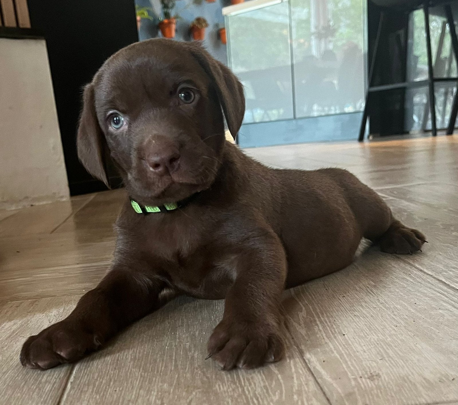 Zeer mooie Labmaraner pups, bruine Labrador x Weimaraner, Dieren en Toebehoren, Honden | Niet-rashonden, Parvo, Reu, 8 tot 15 weken