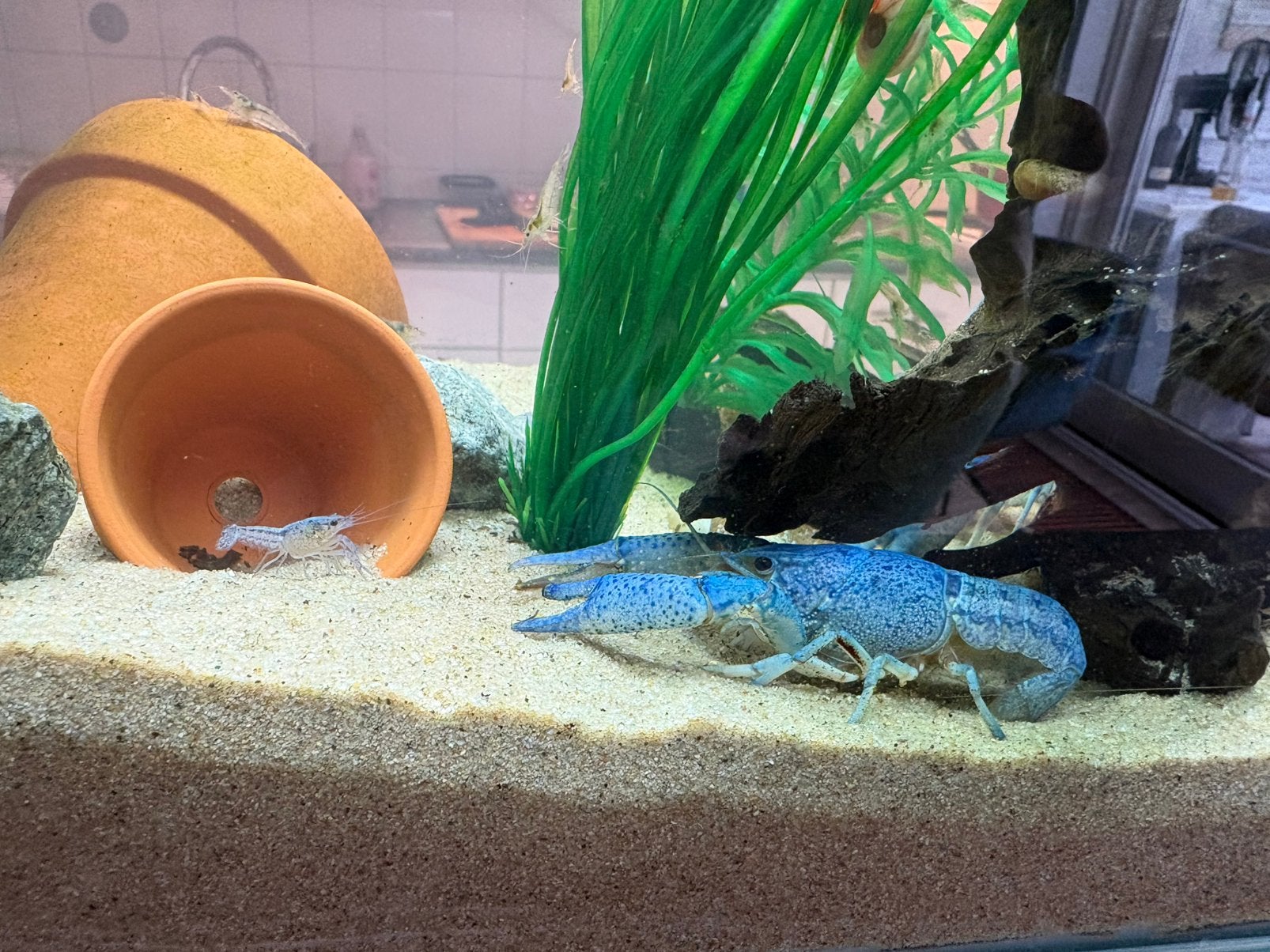 Jonge blauwe Florida kreeftjes (5), Dieren en Toebehoren, Kreeft, Krab of Garnaal