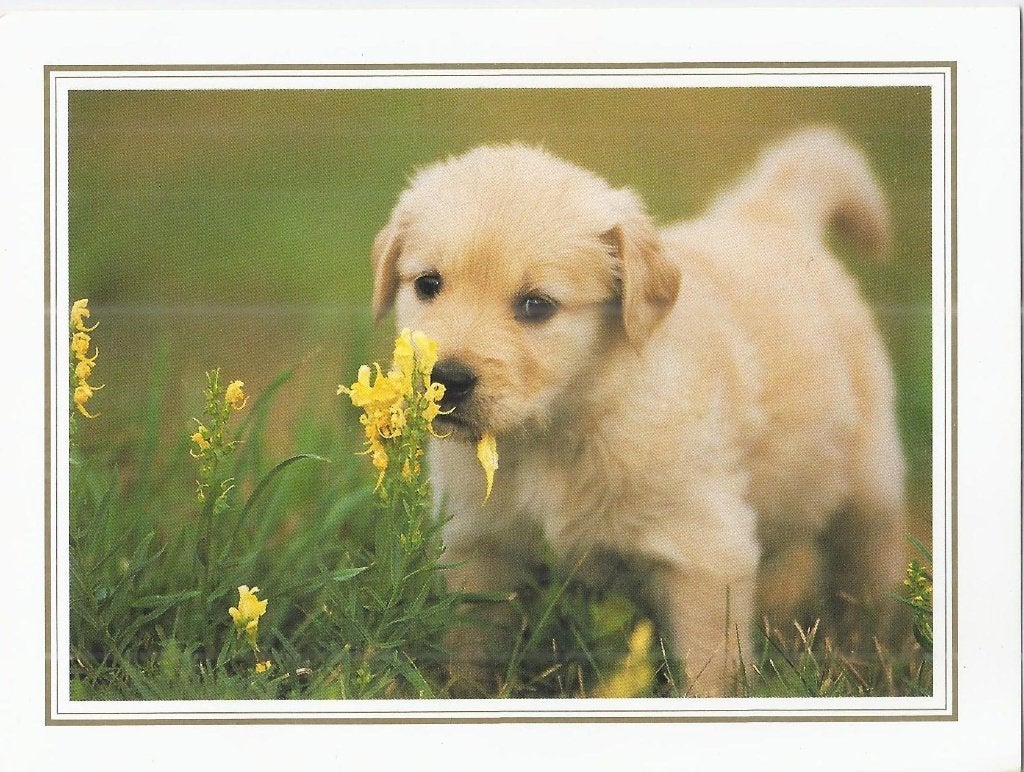 k12 gelopen ansichtkaart lichtbruine labrador pup, Ophalen of Verzenden, 1980 tot heden, Gelopen