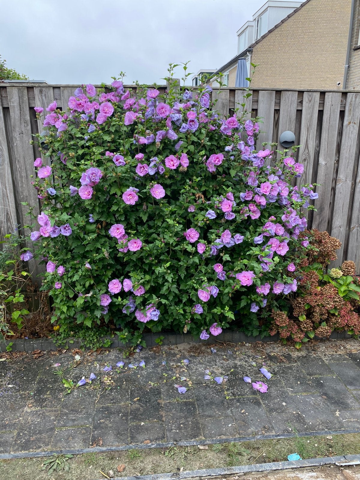 Gratis plant, Tuin en Terras, Ophalen of Verzenden, Overige soorten, Volle zon