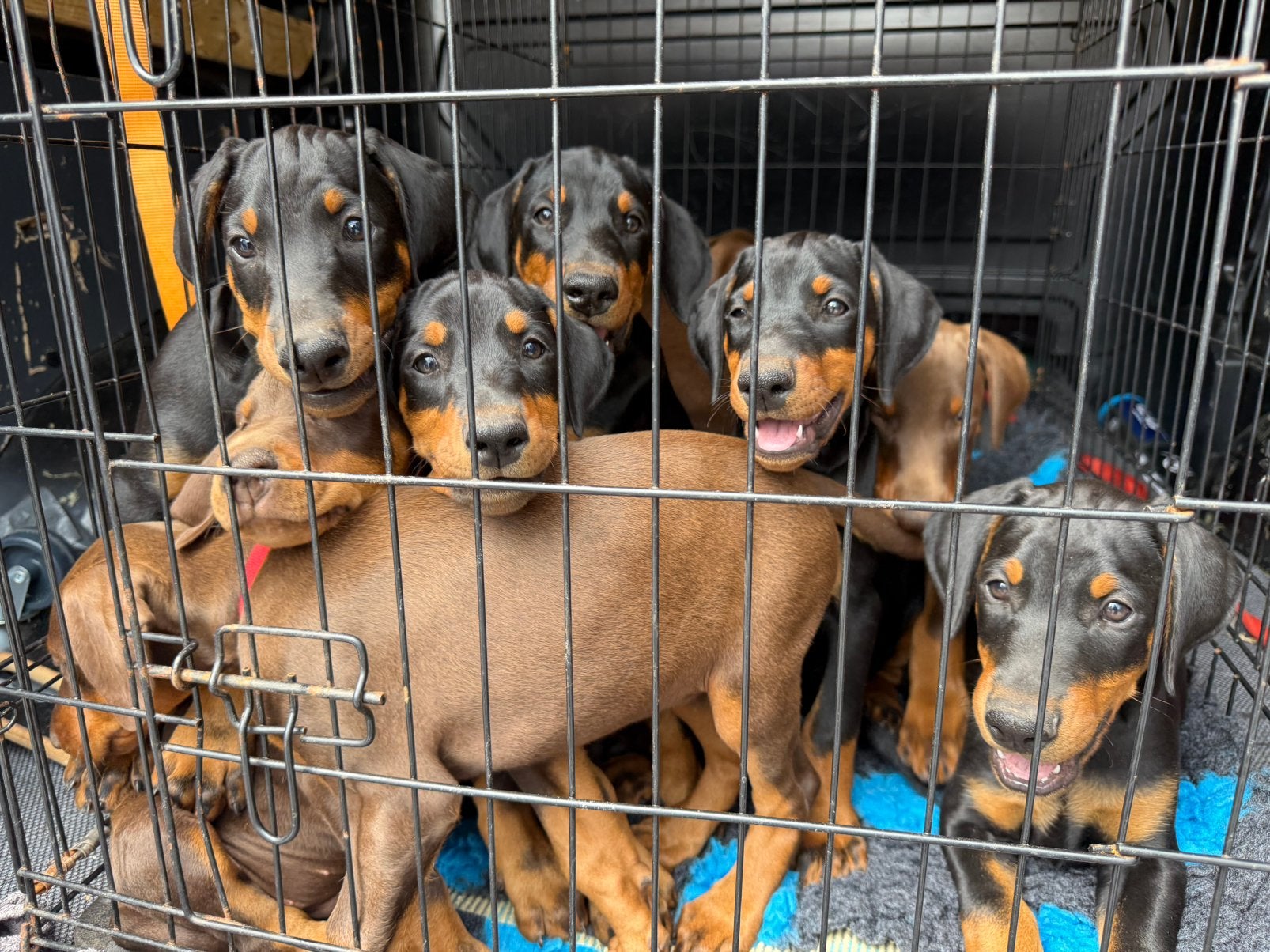 Dobermann Pups, Dieren en Toebehoren, Overige rassen, 8 tot 15 weken, Meerdere, Meerdere dieren