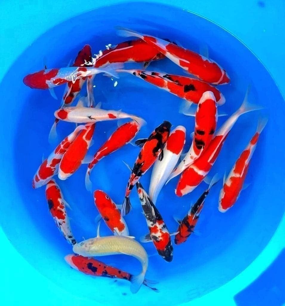 Japankoi, Goromo, kohaku, sanke, showa, ochiba, ki utsuri., Karper of Koi