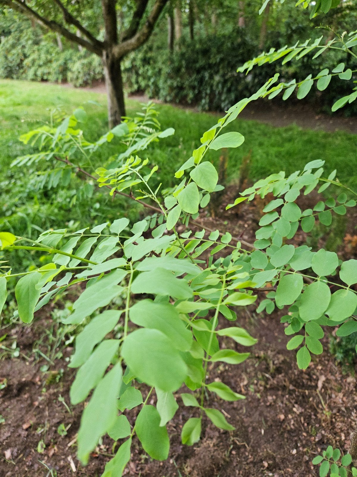 Te koop: Boompjes in pot, Tuin en Terras, Ophalen, Minder dan 100 cm, Overige soorten, In pot