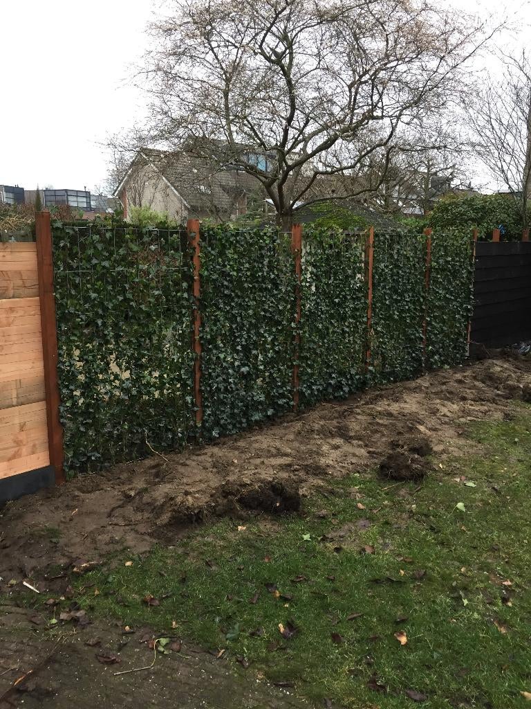 Schutting Groen - Hedera rek - Kant en klaar scherm Groen, 1 tot 2 meter, Nieuw, Ophalen of Verzenden, 3 tot 6 meter