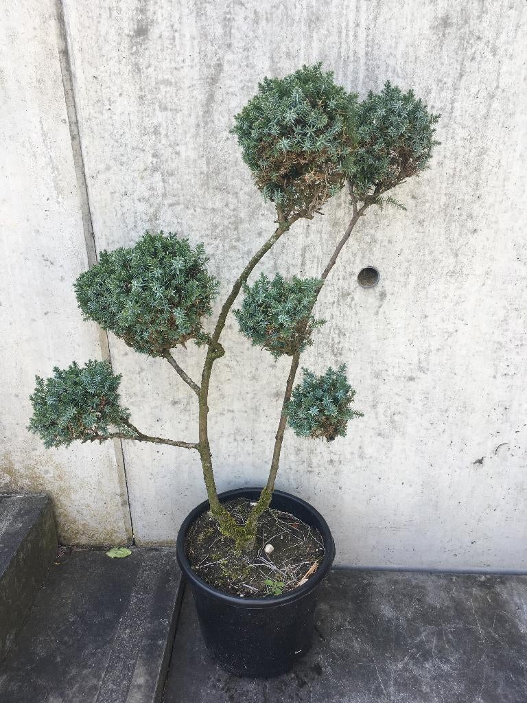 Vormboom Juniperus Squamata Meyeri tuin bonsai, Tuin en Terras, Ophalen, Overige soorten