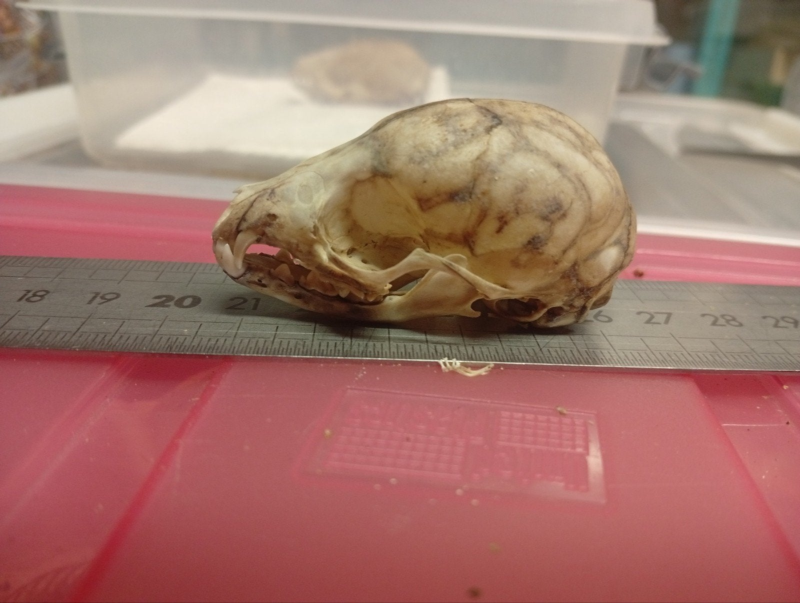 Schedel Genetkat (juv.) - Taxidermie / Educatief, Ophalen of Verzenden, Gebruikt, Schedel