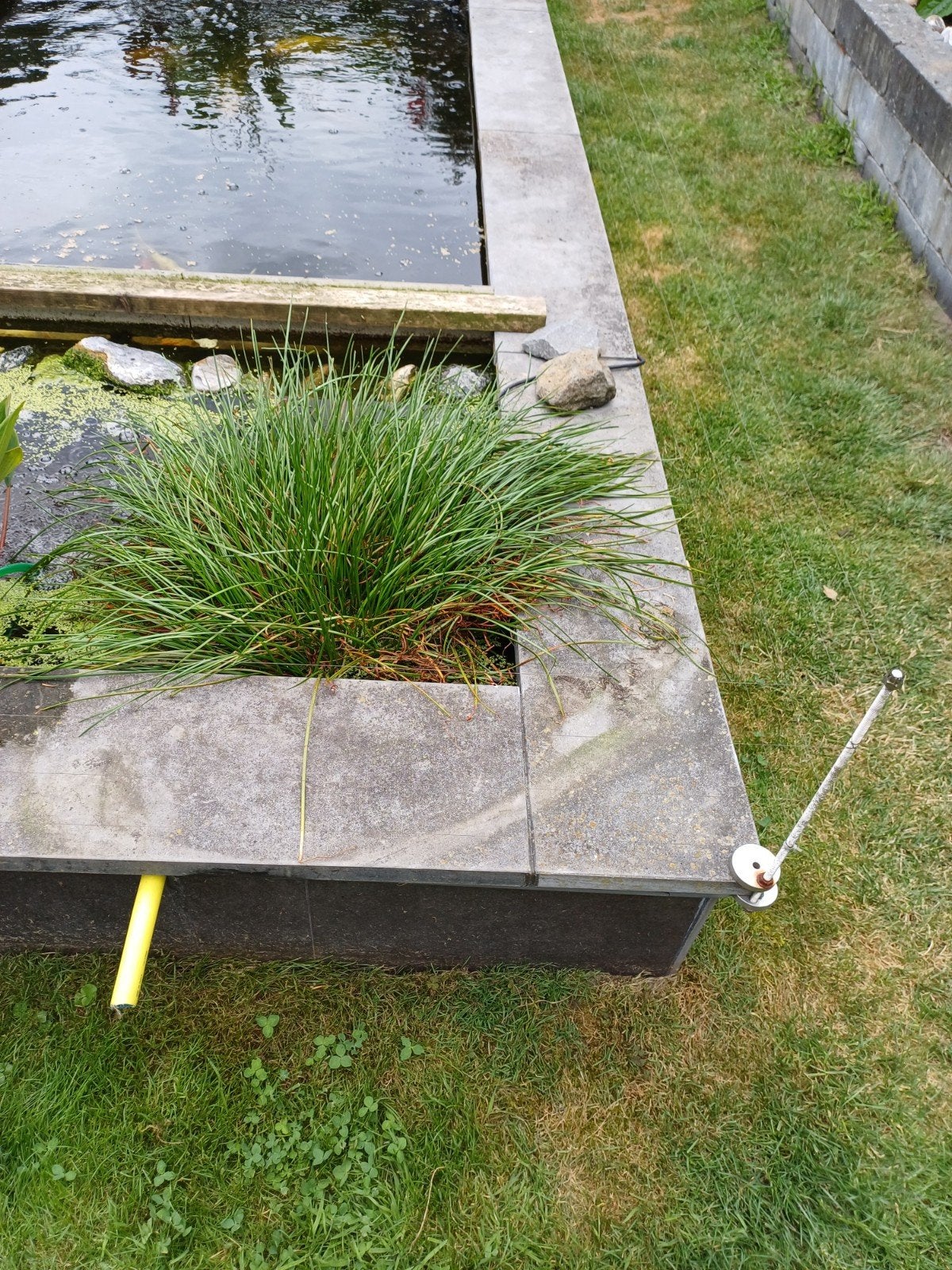 Vijverplanten, Tuin en Terras, Vijvers, Ophalen