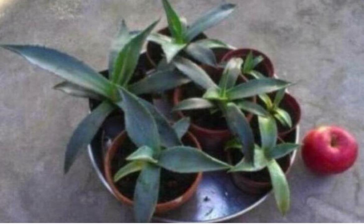 BIO blauwe Agave Americana kamerplanten in potten, Ophalen of Verzenden, Minder dan 100 cm, In pot, Cactus