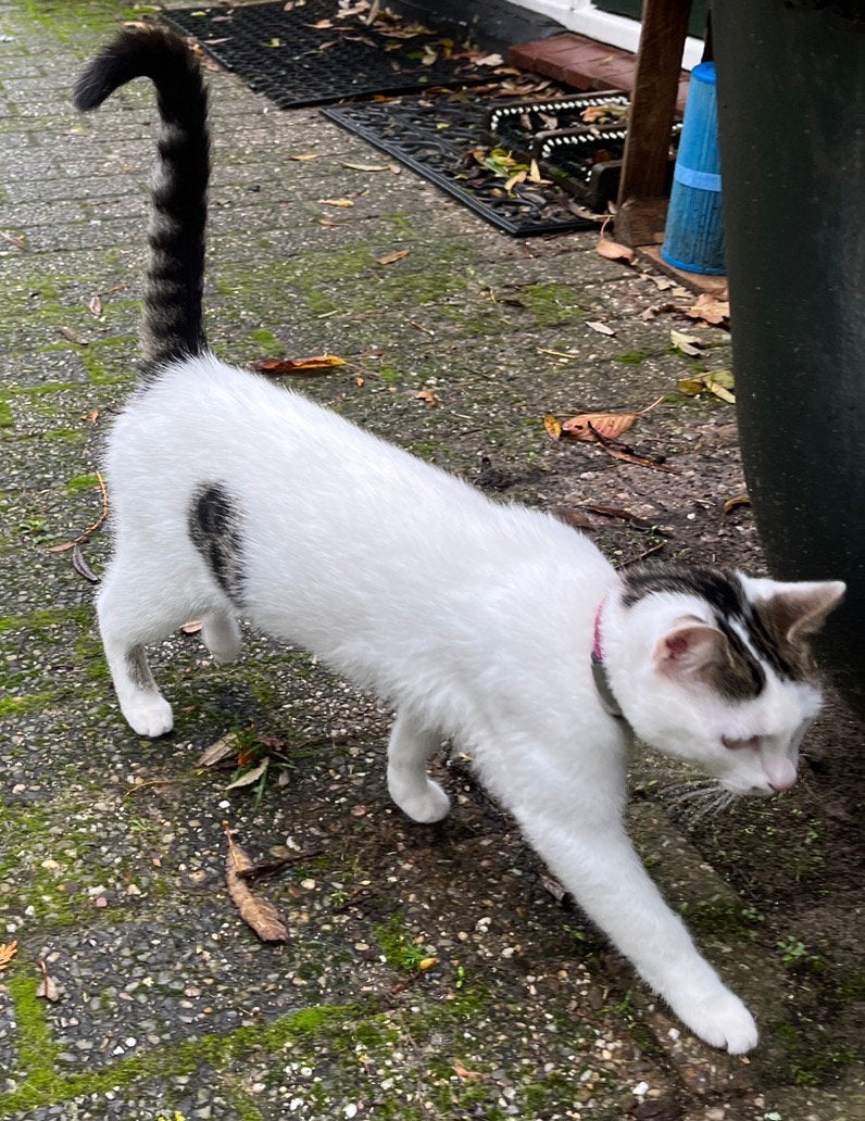 Poes VERMIST in Roosendaal, Dieren en Toebehoren, Kat