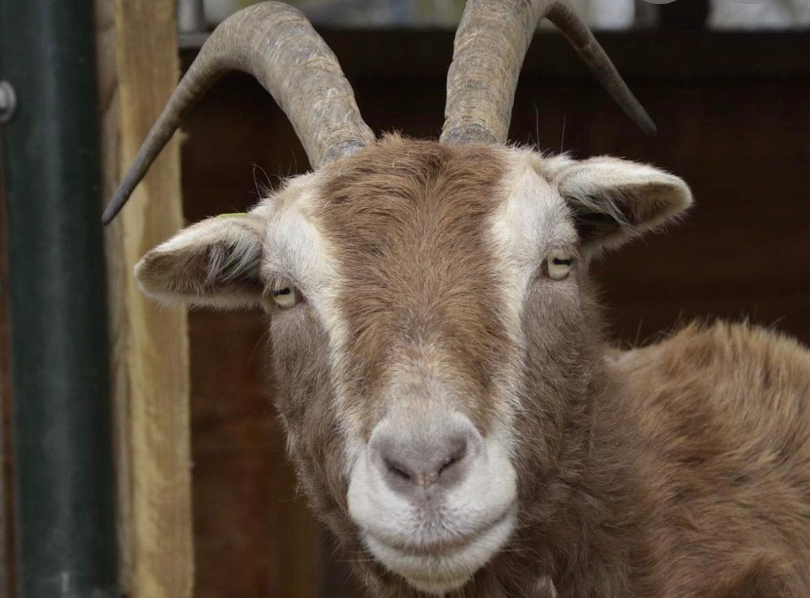 Toggenburger bok gezocht en nubische bok gezocht, Dieren en Toebehoren, Mannelijk, Geit