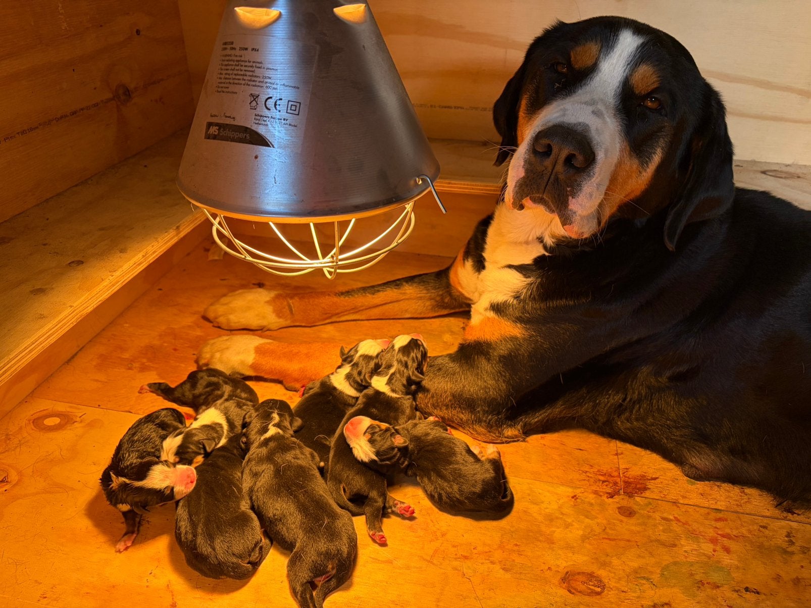 Lieve  grote Zwitserse Sennenhond heeft 11 pups, Meerdere, Meerdere dieren, Nederland, Particulier