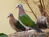 GROENVLEUGEL DUIFJE, Dieren en Toebehoren, Meerdere dieren, Overige soorten