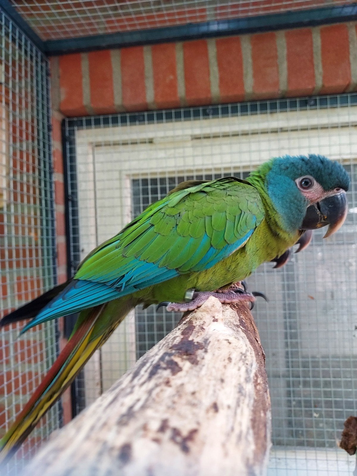 Jonge blauwkopara's 2026, Dieren en Toebehoren, Vogels | Parkieten en Papegaaien, Meerdere dieren, Parkiet