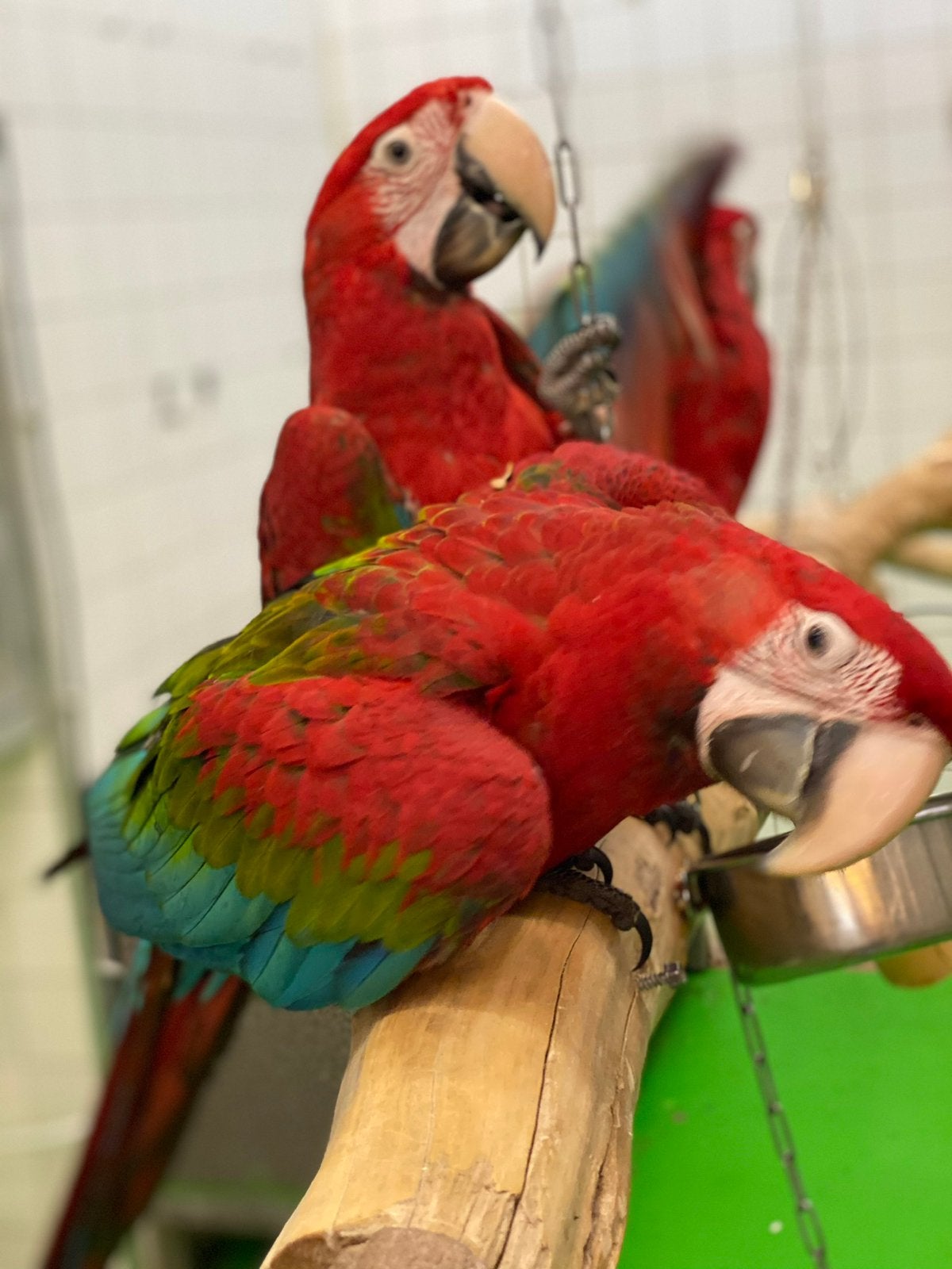Jonge groenvleugel ara’s, Dieren en Toebehoren, Vogels | Parkieten en Papegaaien, Meerdere dieren, Papegaai, Pratend