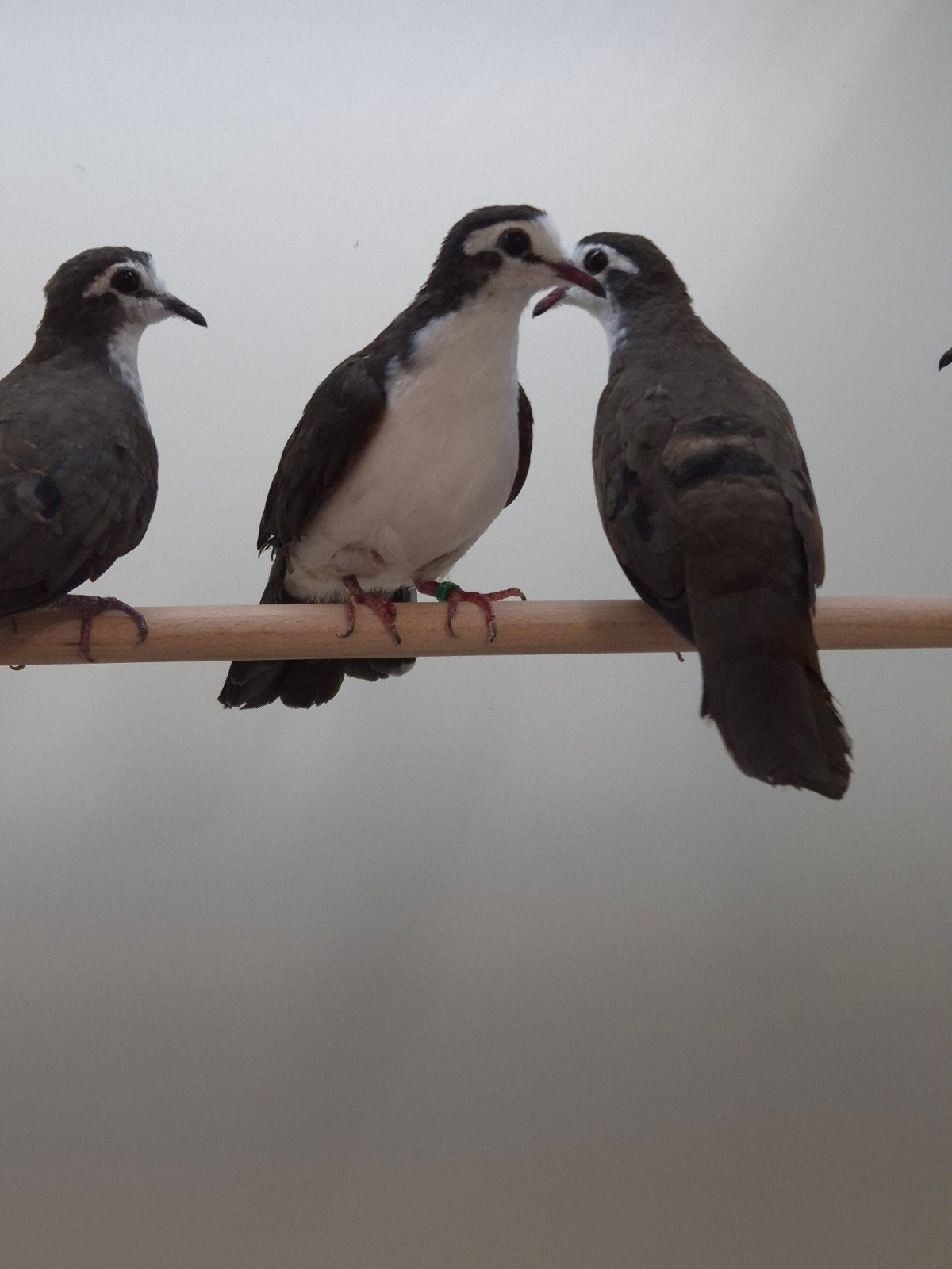4-4 Tamboerijn duif, Dieren en Toebehoren, Meerdere dieren, Tropenvogel, Geringd