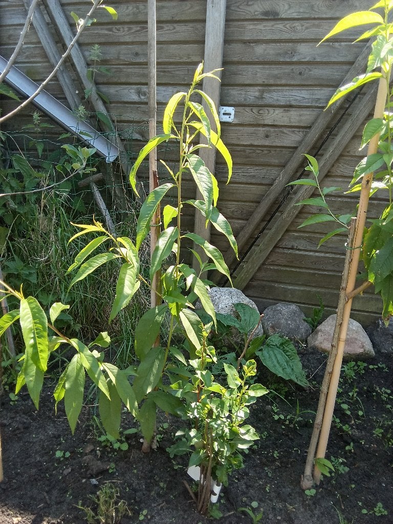 perzik bomen red-heaven, Ophalen, Lente, Overige soorten, Halfschaduw