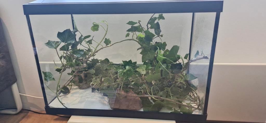 Aquarium met wandelende takken, Wandelende tak