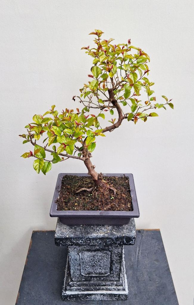 1 Chinese Liguster Bonsai - Ligustrum Lucidum - 30 Cm Hoog (m2402197050)   Planten | Bomen  Marktplaats