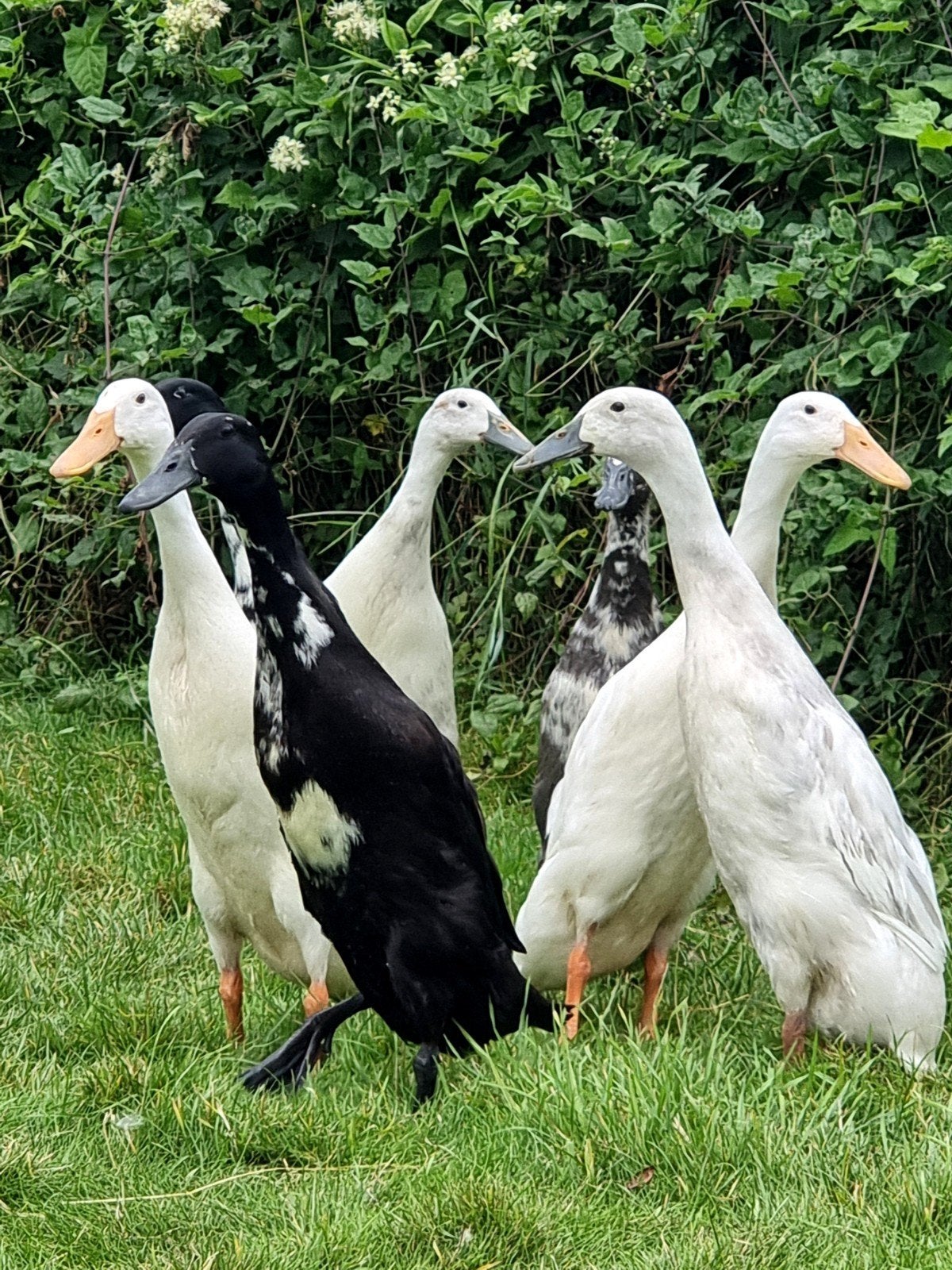 Indische loopeenden vrouwen, tentoonstelling kwaliteit, Dieren en Toebehoren, Pluimvee, Vrouwelijk, Eend