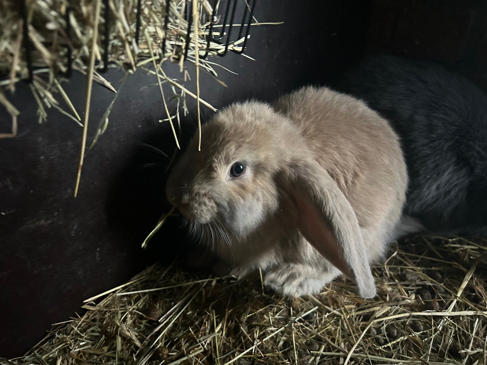 Franse hangoren, Dieren en Toebehoren, Meerdere dieren, Groot, Hangoor