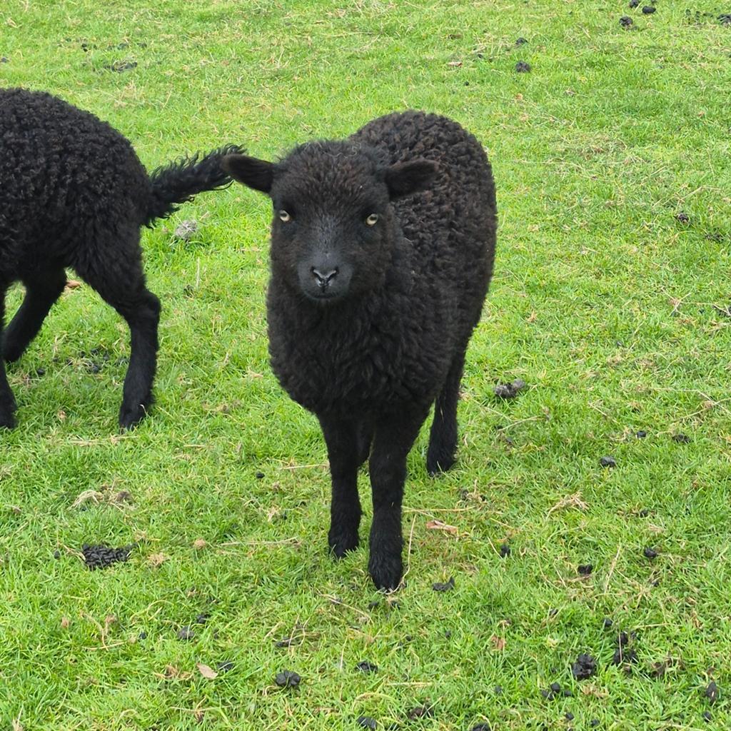 Ouessanten ooien mini schaap, Dieren en Toebehoren, Vrouwelijk, Schaap