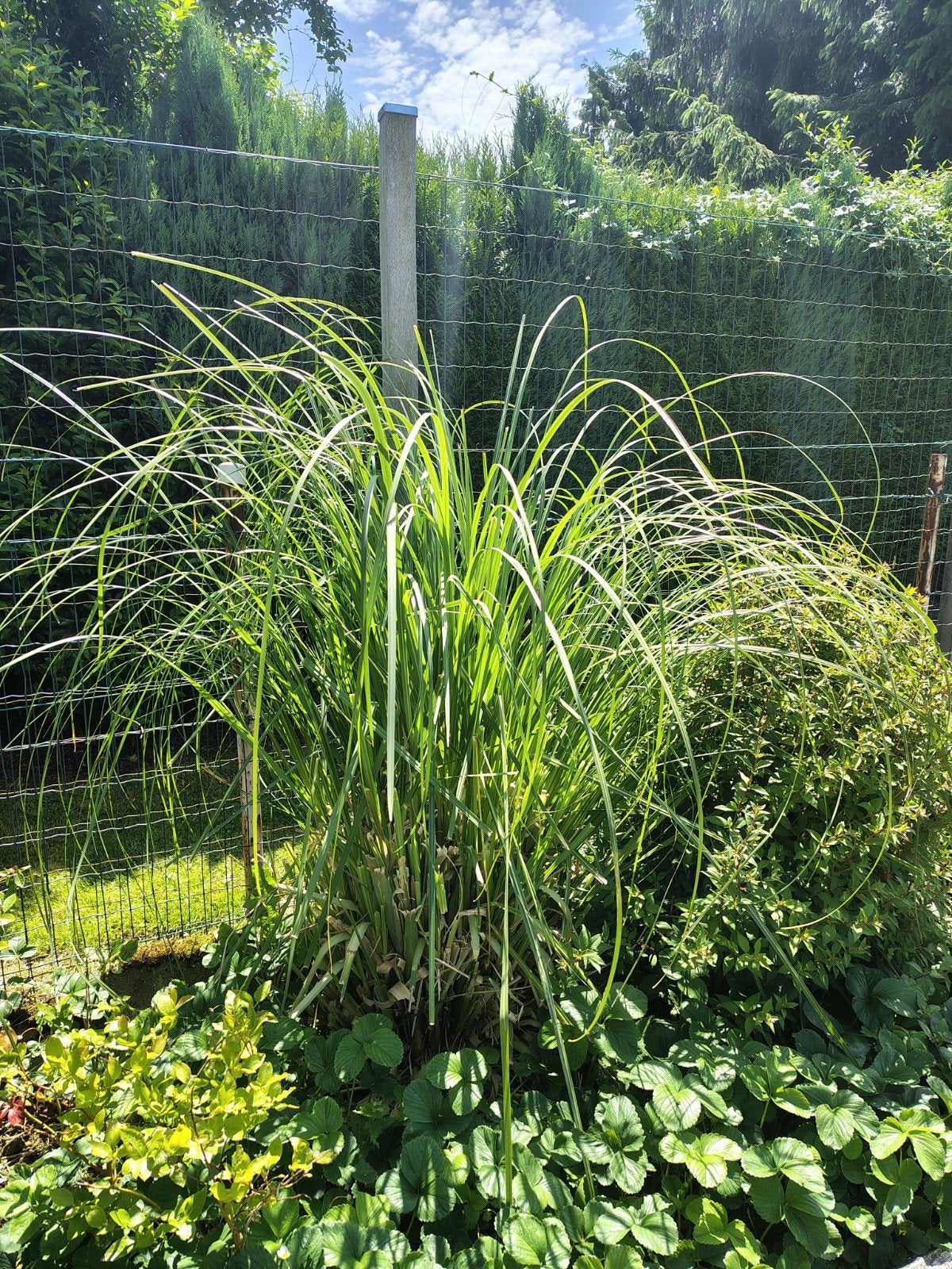 Pampasgras - Decoratief en onderhoudsvriendelijk, Ophalen, Gebruikt, Minder dan 10 m², Gras