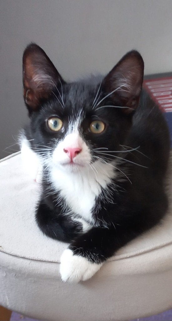 Kittens, Dieren en Toebehoren, Katten en Kittens | Overige Katten, Meerdere dieren, Kortharig, 0 tot 2 jaar