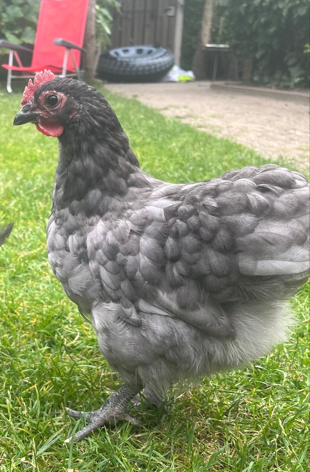 Orpington kriel haan, Dieren en Toebehoren, Pluimvee, Mannelijk, Kip