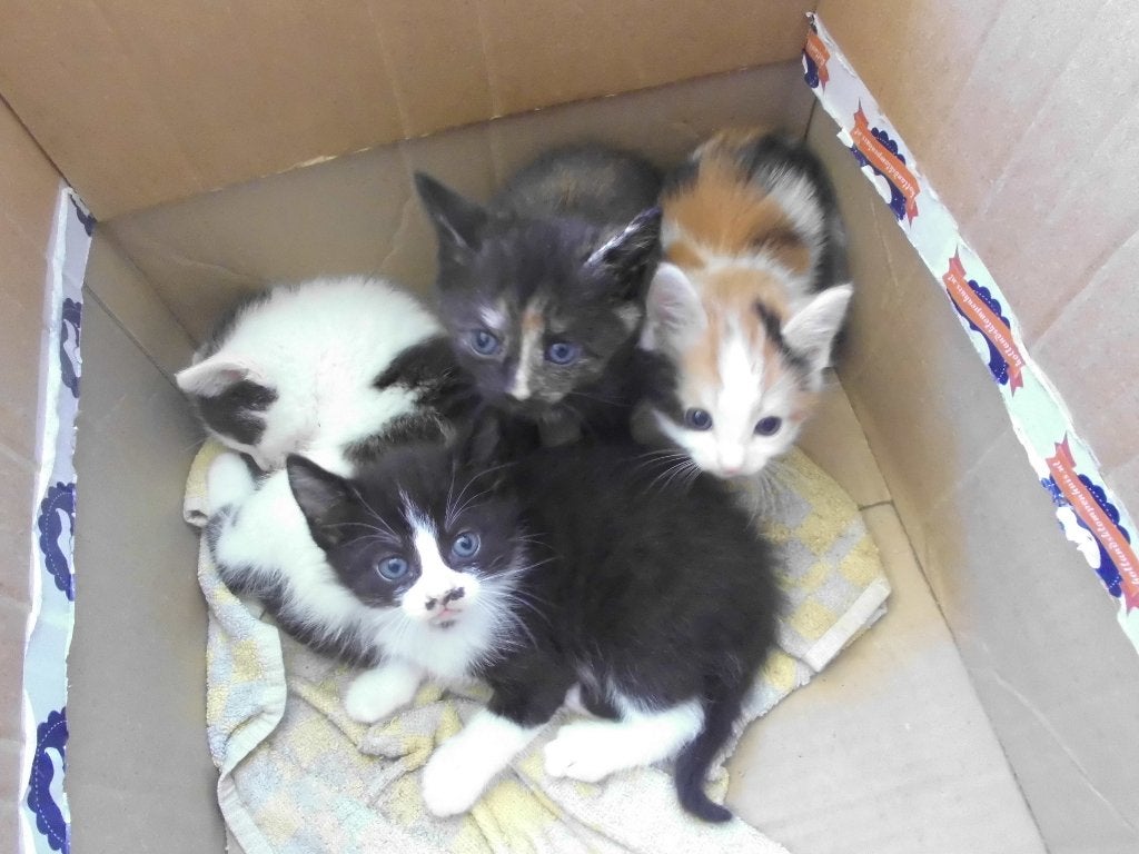 mooie lieve kittens, Dieren en Toebehoren, Katten en Kittens | Raskatten | Korthaar, Meerdere dieren, Ontwormd, 0 tot 2 jaar