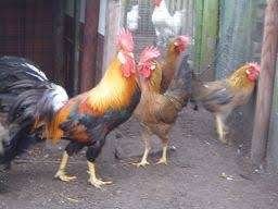 Leghorn kippen: Patrijs kleur..........., Dieren en Toebehoren, Vrouwelijk, Kip