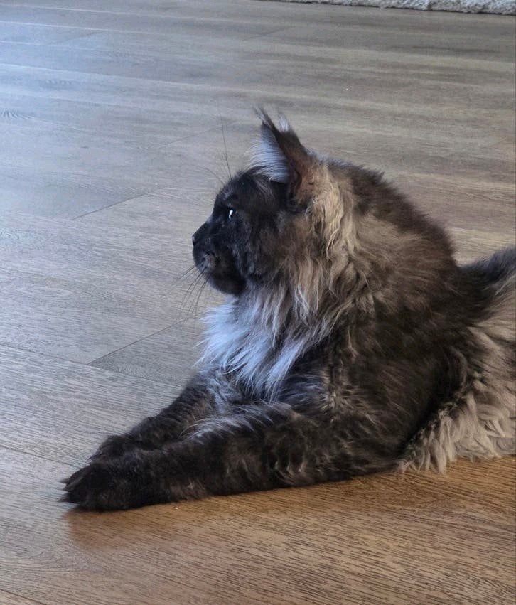 *Dekkater RU*  zie kittentekoop .nl, Dieren en Toebehoren, 0 tot 2 jaar