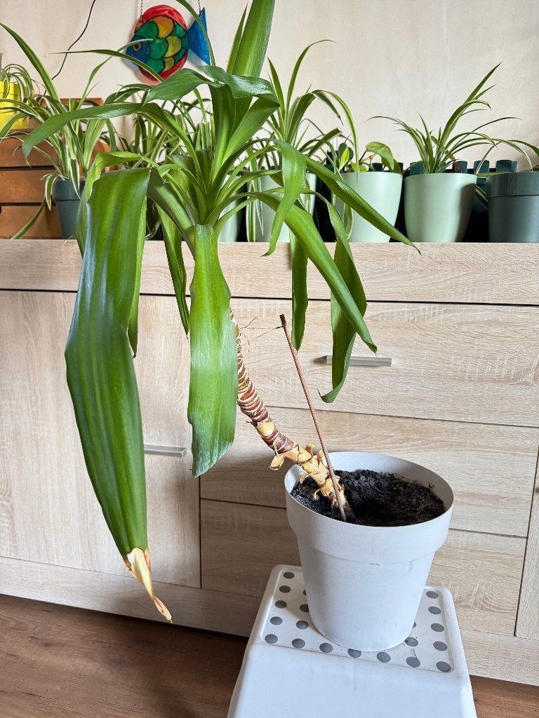 Grote Yucca in witte pot., Ophalen, Minder dan 100 cm, Yucca, Volle zon