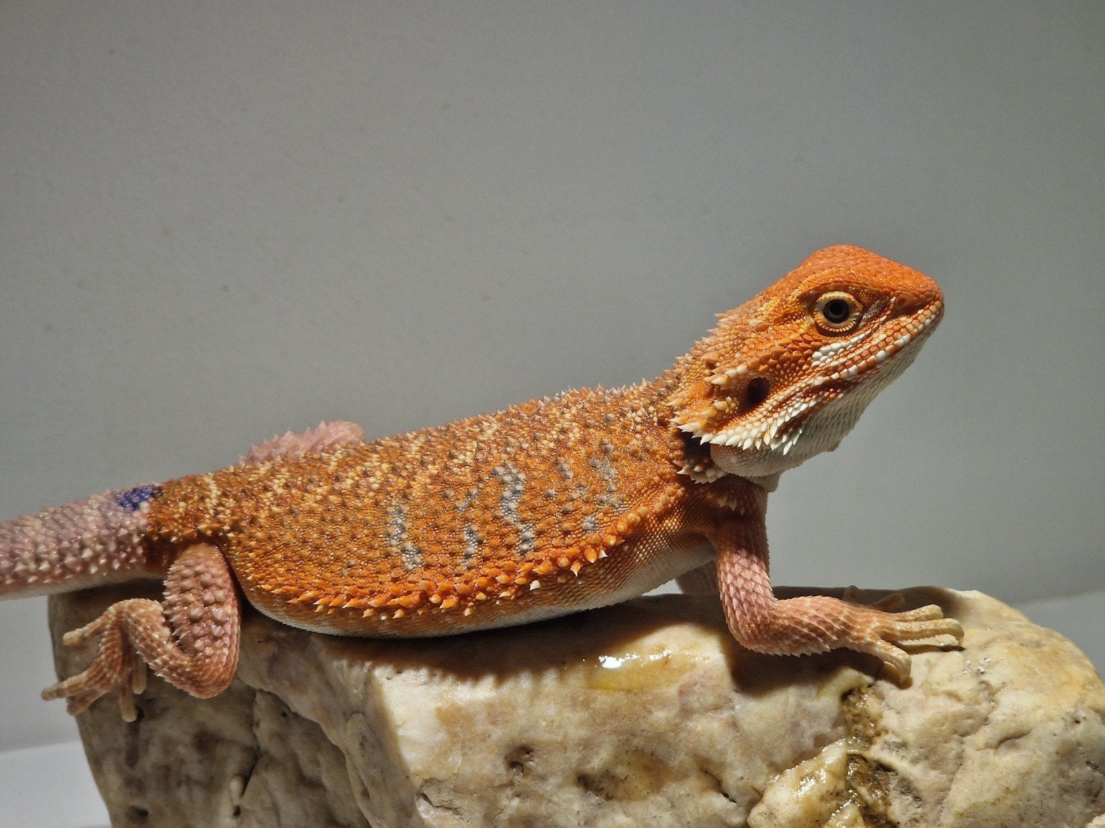 DRACO REPTILES – Prachtige Baardagaam Nakweek Bearded Dragon photo 5