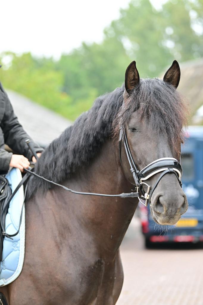 Mooie pre hengsten en ruin, Dieren en Toebehoren, Hengst
