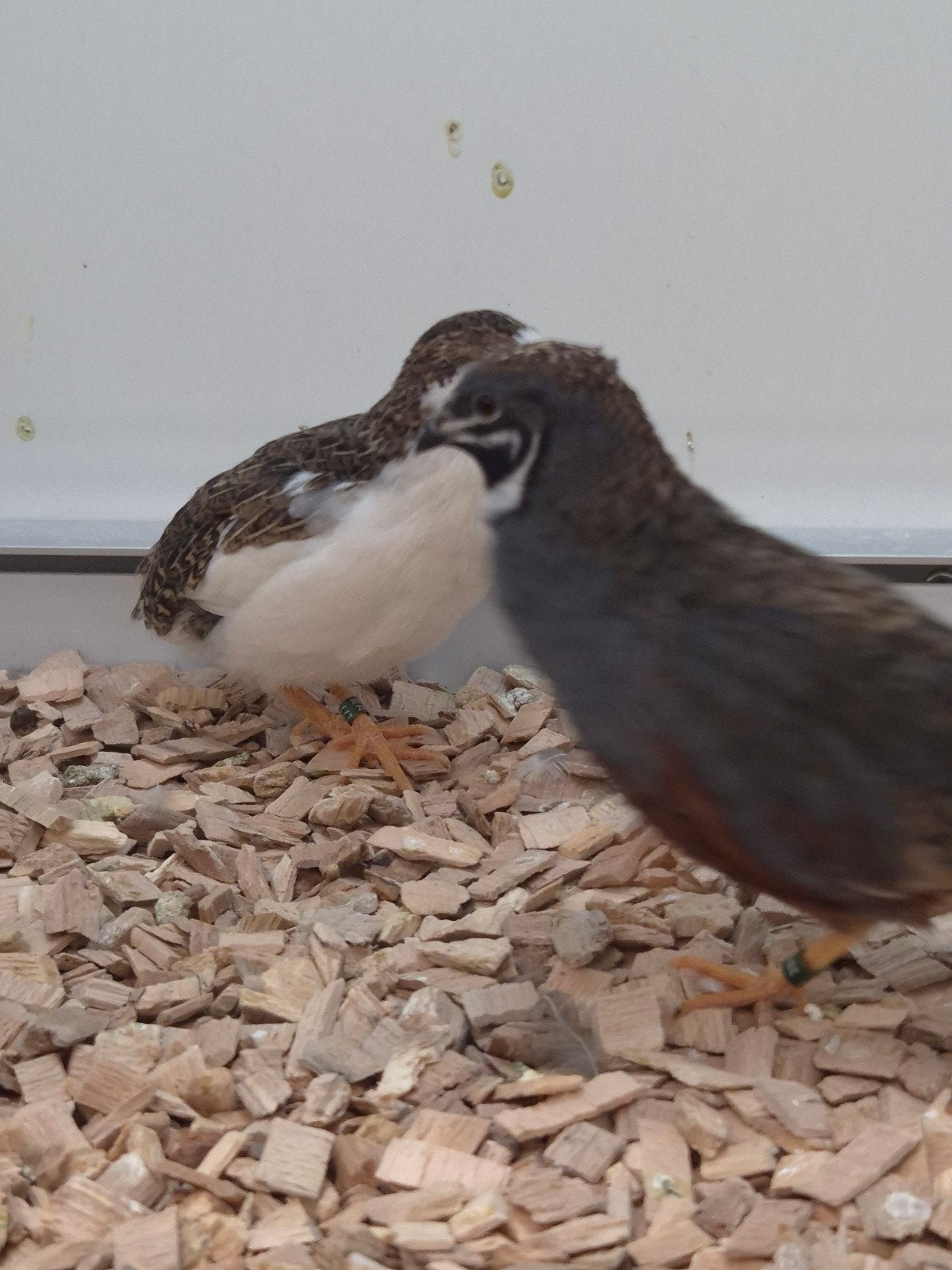 8-3 Chinese dwergkwartels, Meerdere dieren, Tropenvogel, Geringd