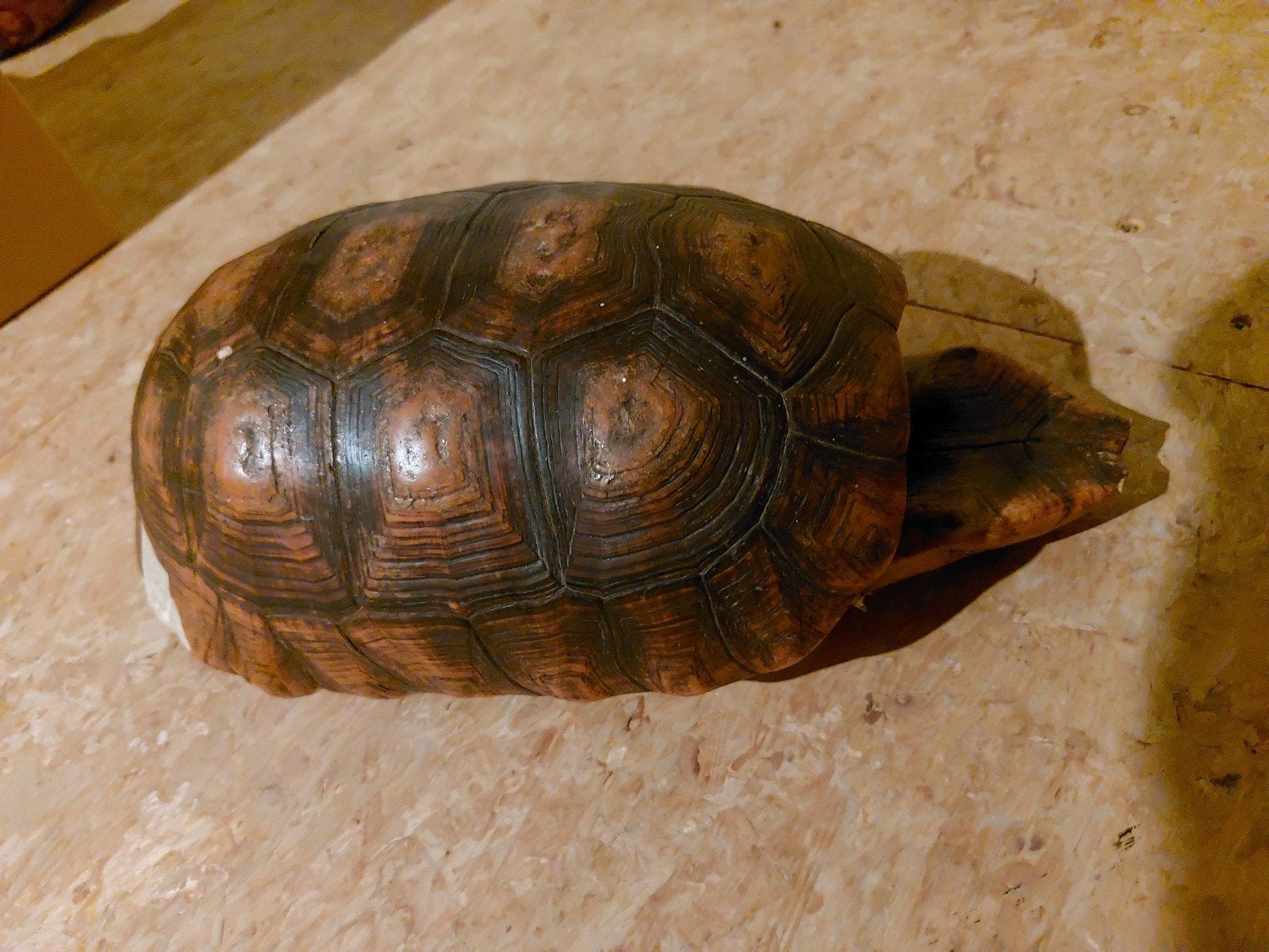 Schildpad schild, Dieren en Toebehoren, Schildpad